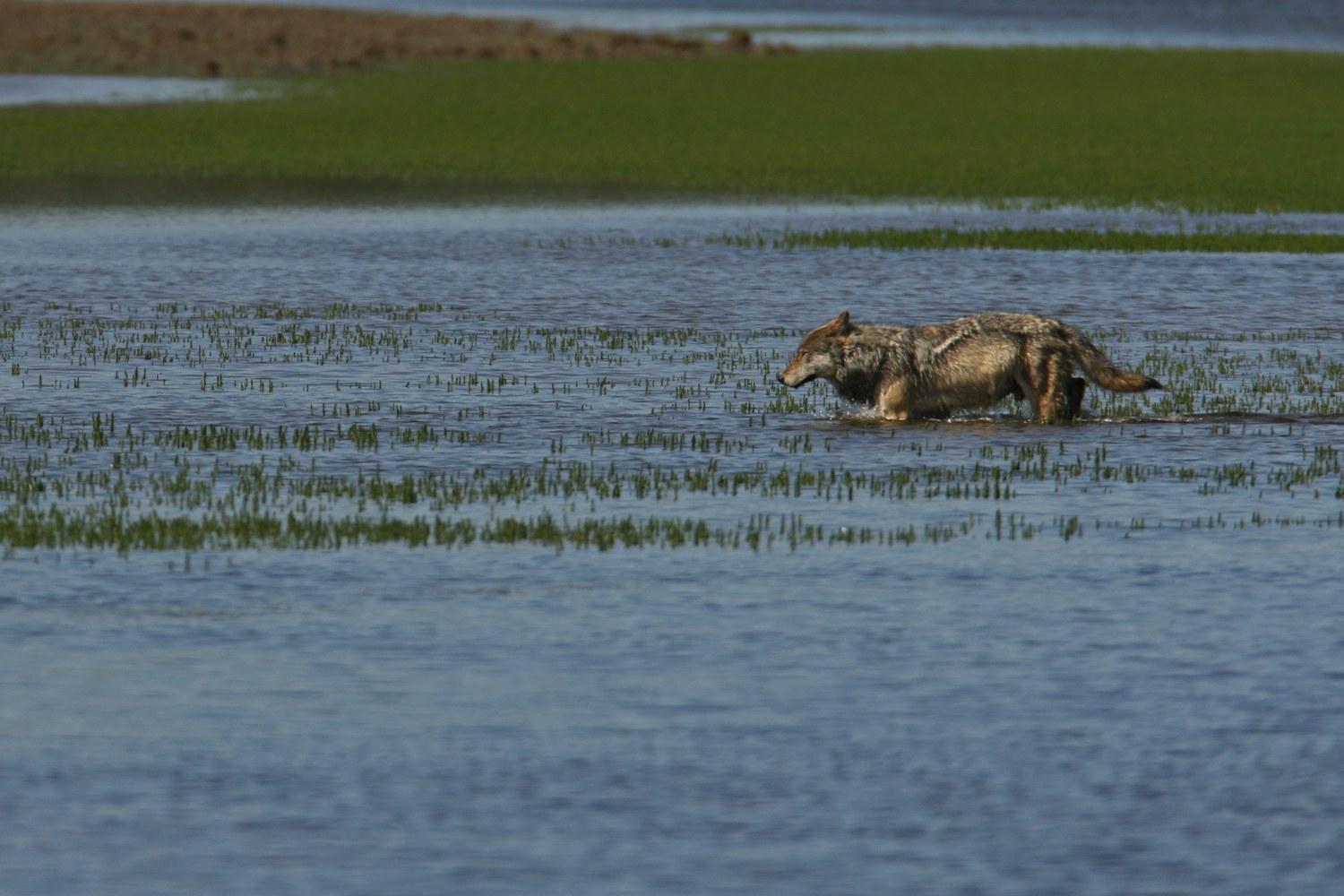A wolf crossing Alum Creek in the Hayden Valley.