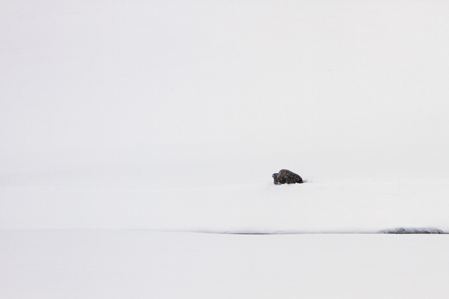 A bull bison alone on the grass of the Hayden Valley.