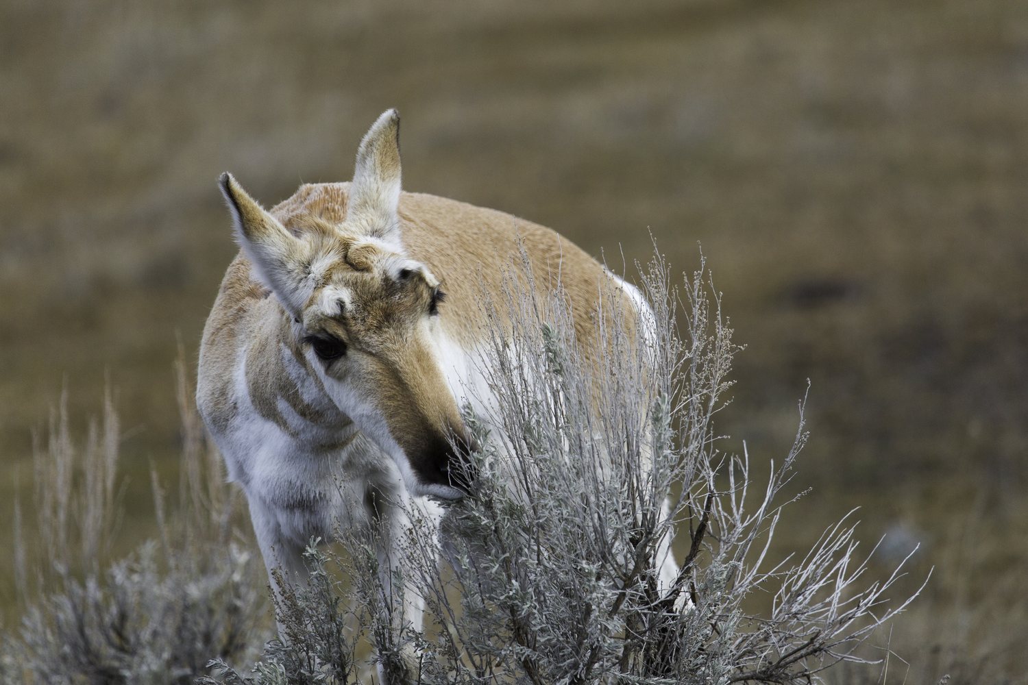 A pronghorn in the sage, alert, about to go.