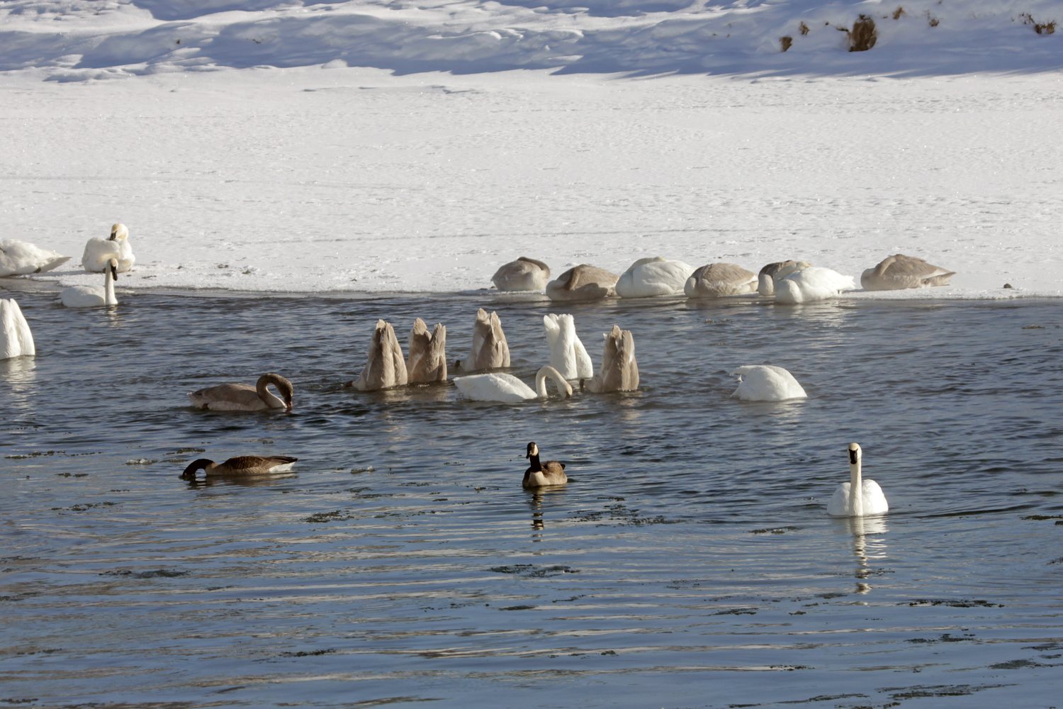 Geese and trumpeter swans on the Yellowstone River in the Hayden Valley.